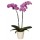 Květináče na orchideje
