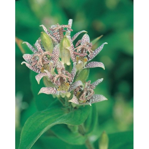 JOHNSONS Lilie HIRTA TOAD LILY 22971