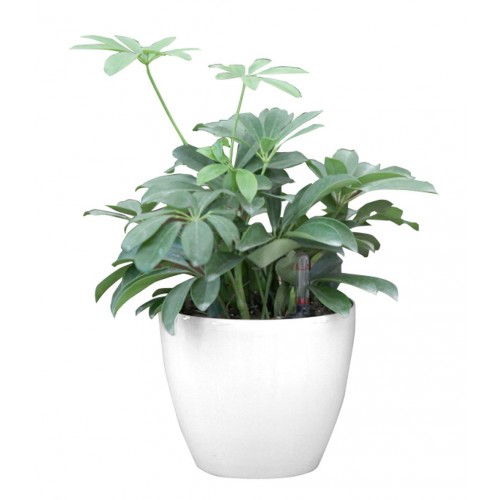 Samozavlažovací květináč G21 Ring bílý 17,5cm 6392550