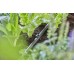 GARDENA Micro-Drip-System-držák na trubky 1/2" (10ks) 13028-20