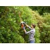 Black & Decker BEHTS401 Elektrické nůžky na živý plot (55cm/500W)