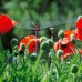 GARDENA Micro-Drip-System-6-plošná rozprašovací tryska (2 ks) 1396-29