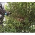 MAKITA UH006GZ Aku plotostřih 600 mm Li-ion XGT 40V, bez aku Z