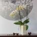 VÝPRODEJ PROSPERPLAST COUBI květináč 2l, bílá DUW120 BEZ VNITŘNÍ NÁDOBY