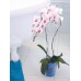 PROSPERPLAST COUBI Květináč na orchidej 12,5 cm, oranžový transparentní DSTO125