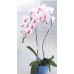 Prosperplast DECOR podpěra pro orchidej 55cm, zelená ISTC02